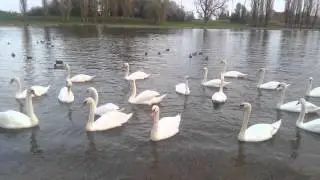 Horbi (Border Collie/Lab mix) encountering swans for the first time!