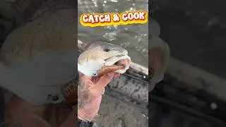 Catch & Cook on the half shell #cooking #fyp #viral #redfish #fishing