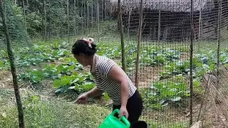 Harvest eggplants to sell and take care of the vegetable garden with my son | my daily life
