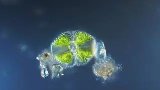 Cosmarium
