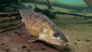 Best Walleye Underwater HD Footage-Engbretson Underwater Photography