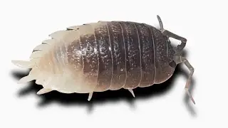PIED Porcellio dilatatus ‘Giant Canyon’!?