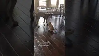 Doberman versus orange cat