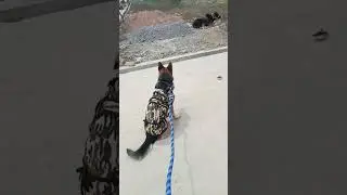 Z++security#shorts#viral#love#subscribe#shortsfeed#viralvideo#video#germanshepherd#cutedog#funnydog