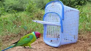 Easy Automatic Bird Trap Using Basket - Simple DIY Parrot Trap
