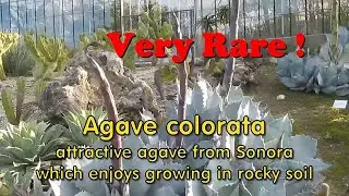 Plant Traveller:  Agave colorata - Mescal Ceniza  Very Rare !