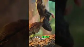 Мы обожаем наших ящериц с зелёным килем!