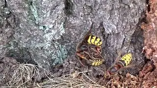 Eurasian Hornet/Europese Hoornaar (Vespa crabro)| Ballo&euml;rveld, Drenthe | 16 Augustus 2016 | deel 2