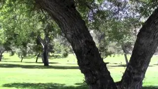 Surreal Music Video
