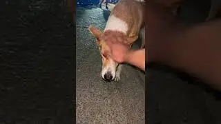 Indian Pariah Dog 🥰 || #youtubeshorts #shorts #dog