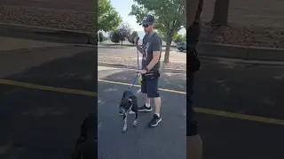 Leash aggression training #leash #dog #leashtraining