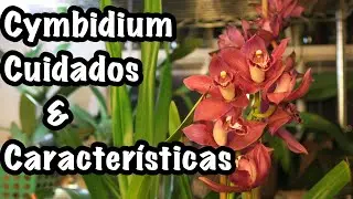 Cymbidium Cuidados y Características