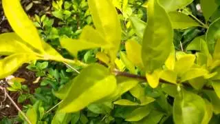 Micromax Canvas A1 Android One camera sample 1080p @ 28fps