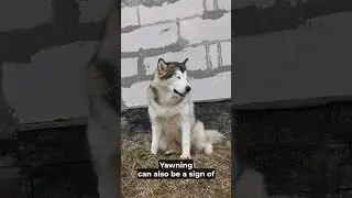 Why Do Dogs Yawn? | Fun Dog Facts | Total Pet Tales | #dogs #dog #doghabits #dogbehavior #pets