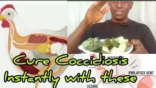 Defeat Coccidiosis in Chickens Instantly! : Bitter Leaf, & Aloe Vera Magic for Healthy Flocks!