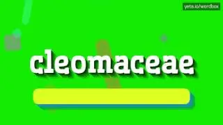 CLEOMACEAE - HOW TO PRONOUNCE IT!?