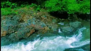 Tranquil River Ambience &ndash; Soft Stream and Forest Sounds for Deep Sleep and Inner Peace