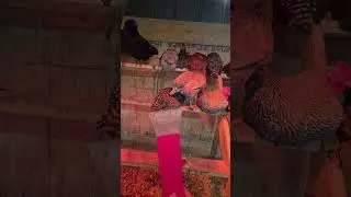 Chicken Poop Apocalypse: The Roost Bar Disaster!#chickencoop