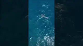 Orca , Killer Whale Takes Out  Giant Great White Shark  , plus slow motion , Amazing