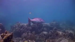 Aow Leuk Dive Site Koh Tao Thailand