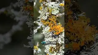 growing on rocks and plants ?!