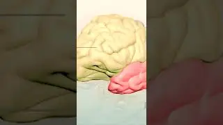Lobes of the Brain and their function