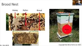 Lecture 2: Bee Calm Bee Well: Biology of the Superorganism