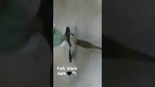 fish dark black 🖤 🦈🖤