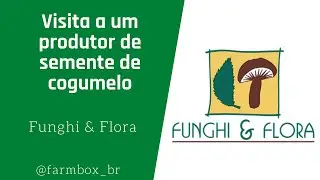 Conheça a produção de 