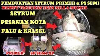 setrum primer dan ps semi mampu taklukan ikan nila dan mujair