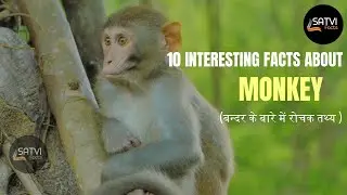 10 Interesting facts about monkey | बंदर के बारे में 10 रोचक तथ्य  | Satvi Facts
