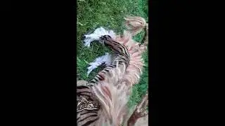 Tiger Dragon Posable Art Doll