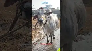RR bulls