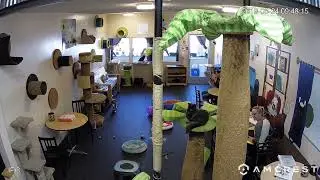 The Cat Cafe Live Stream