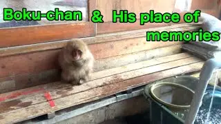 【SNOW  MONKEYS】 318 ( Tokkuri92-00-24 )jigokudani  onsen korakukan monkey park 地獄谷　温泉　後楽館　野猿公苑　雪猿