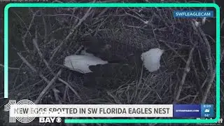 Southwest Florida eagle family gets bigger as another egg spotted in nest