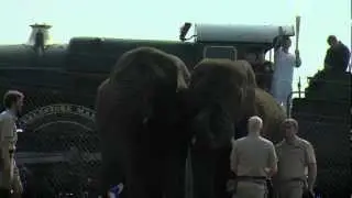 Olympic Torch passing by West Midland Safari Park