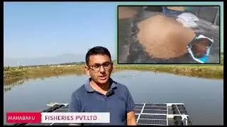 Mahabahu Fisheries, the Fastest Growing Fish Farm of Assam