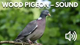 Bird Sound Library | Common Wood Pigeon &ndash; Bird Calls & Sounds (Nature Sounds)