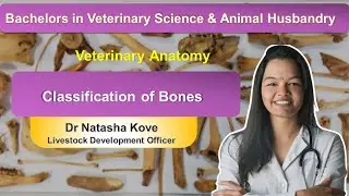 Classification of Bones Veterinary | Veterinary Anatomy Bones