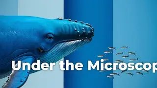 Oceans Alive: The Symphony of Marine Life