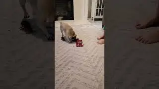 stocking stuffers for Ruby