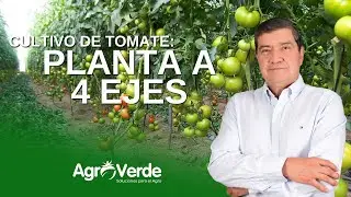 🍅🌱 Manejo del Tomate a 4 Ejes: &iexcl;M&aacute;s Producci&oacute;n y Mejor Calidad! 🚜✨