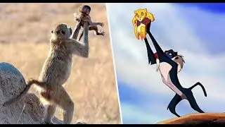 Monkey Holds Its Baby In The Air Just Like Scene From Lion King Part #1