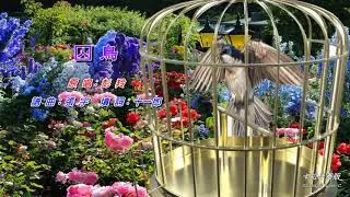 囚鳥   彭羚〈卡拉伴奏版〉