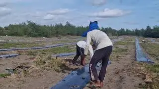 SMART TRICK: PLANTING WATERMELON SEEDS QUICKLY WITHOUT ANY TOOLS - Agriculture Gardening