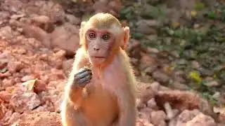 Monkey Grab In Cambodia Good All Monkeys In Khmer #043