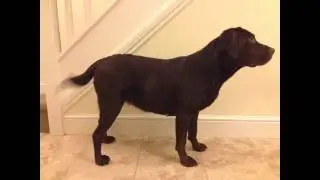 Ruby the Chocolate Labrador - Pregnancy Time Lapse