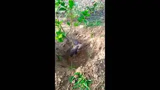 Animal and birds directory indian birds in summer season