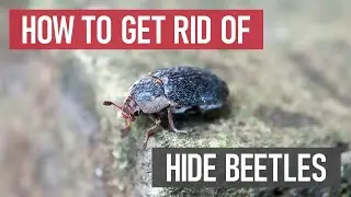 How to Get Rid of Hide Beetles [Stored Product Pests]